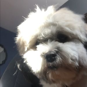 Meet your Posher, Jeanine